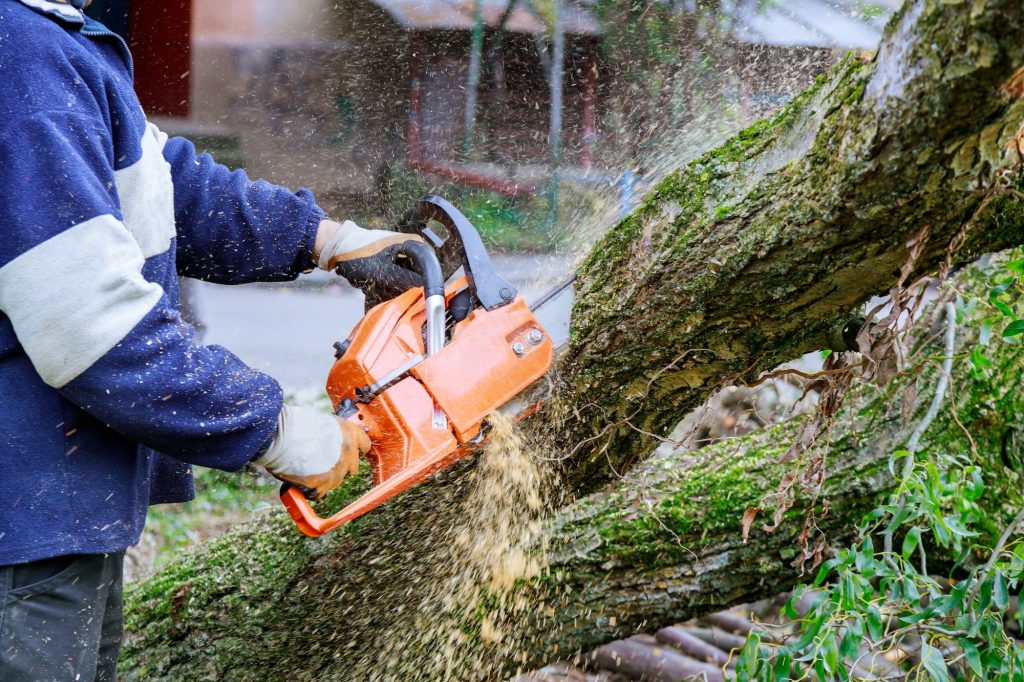 Man is cutting a tree with a chainsaw, broken the trunk tree after a hurricane