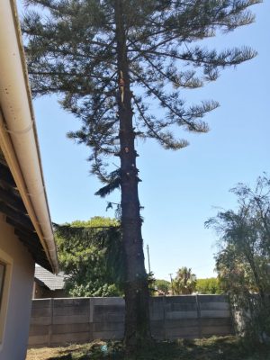1_BEFORE_full-tree_1000058494