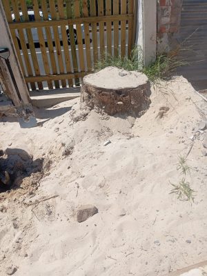 1_BEFORE_stump-on-sand_1000058294