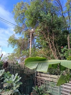 1_BEFORE_tree-standing_4