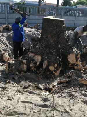 3_DURING_digging-out-roots_1000058498