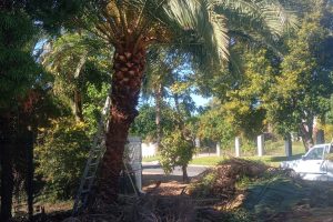 AFTER_trimmed-palm_1000058299