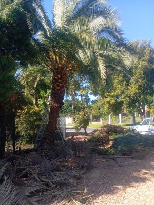 AFTER_trimmed-palm_1000058299