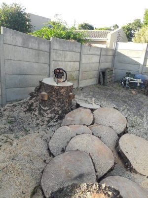 REF_stump-left-after-felling_1000058516